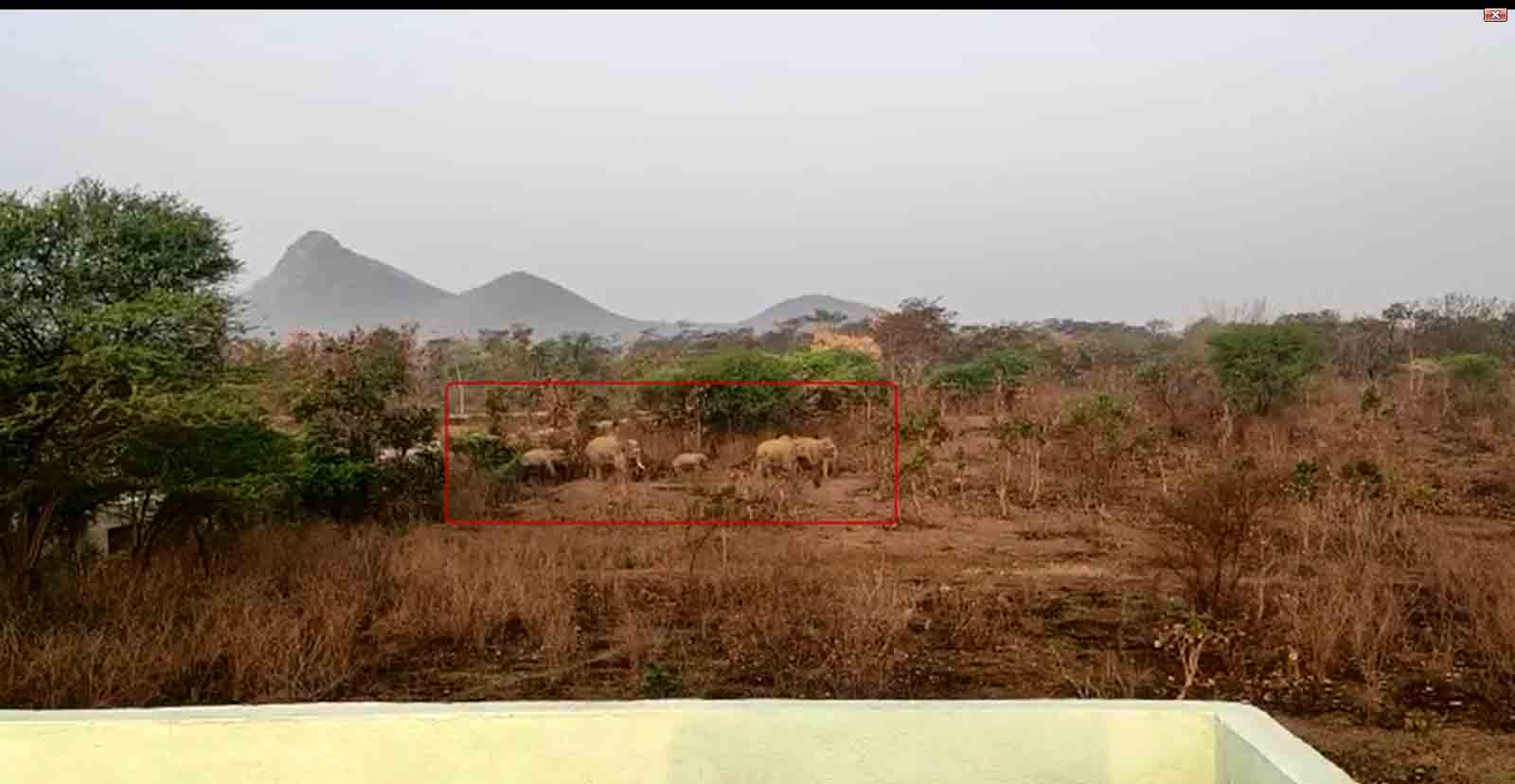 रांची जमशेदपुर NH33 के पास परासी गांव में जंगली हाथियों के झुंड देखा गया