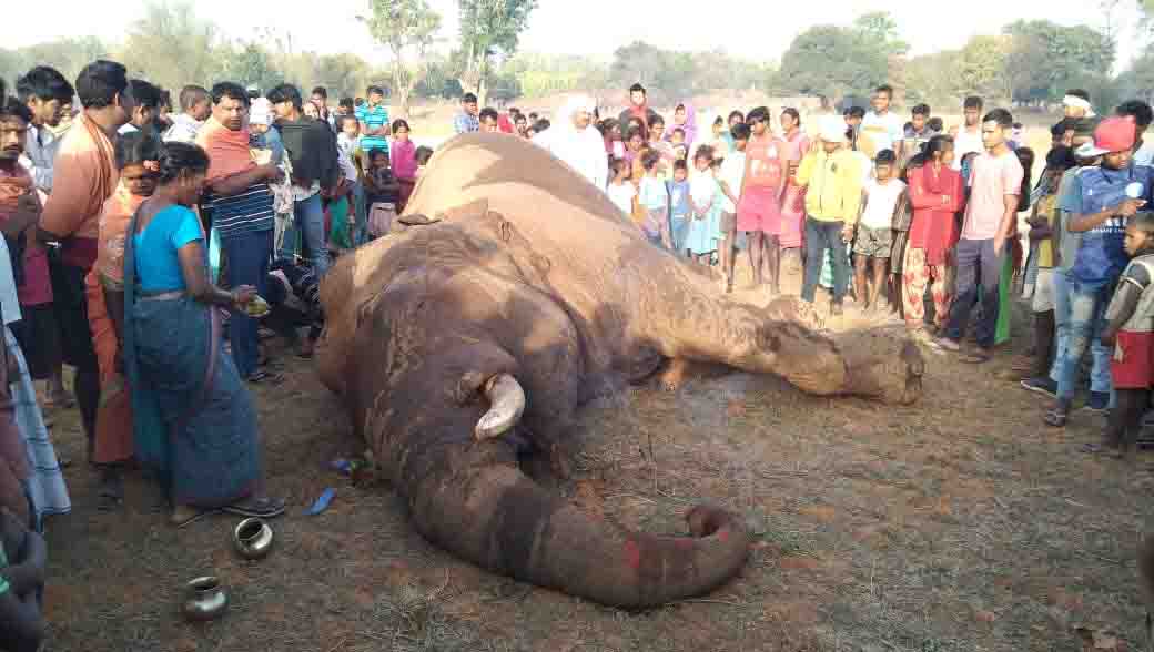 हे गजराज: करंट लगने से जंगली हाथी की हुई मौत