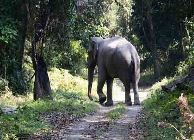 झुंड से बिछड़े हाथी ने दंपती को कुचल कर मार डाला, ग्रामीणों ने रेंजर को बनाया बंधक