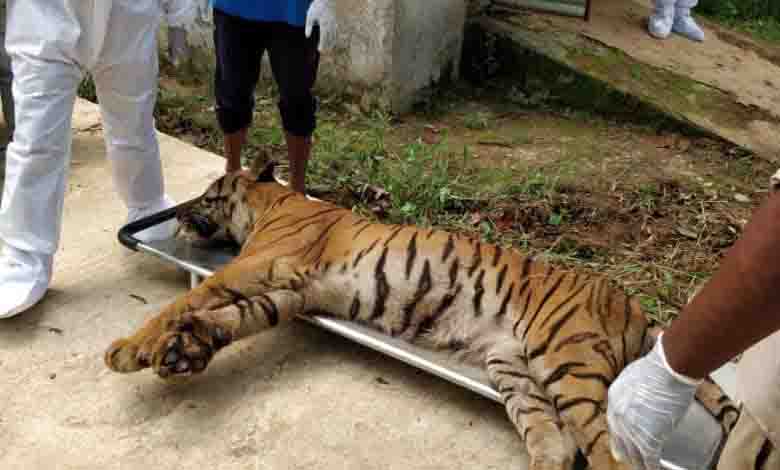 रांची जू में बाघ शिवा की मौत,चिड़ियाघर में मचा हड़कंप ,कोरोना टेस्ट के लिए सैंपल भेजा गया बरेली